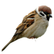 sparrow.png